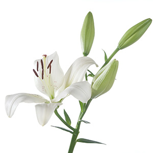 White Lily Herbasol® Extract Glycerine SB